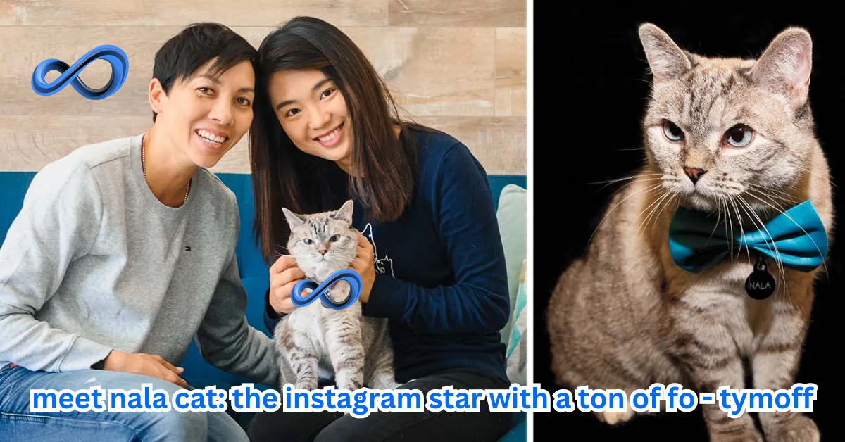 meet nala cat: the instagram star with a ton of fo - tymoff