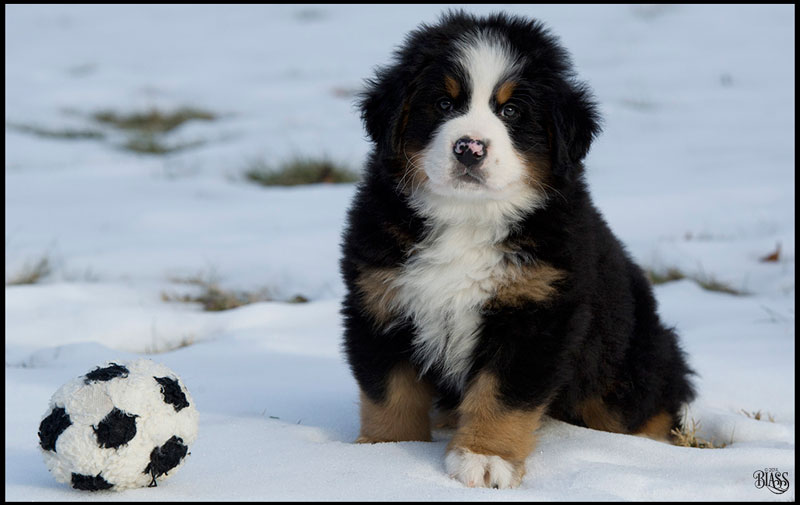 puppy:rk5nf8zb4k4= bernese mountain dog